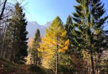 Le valli dell’energia pulita, un mese di incontri ed escursioni tra Valdagno e Recoaro Le valli dell'energia pulita, un mese di incontri e passeggiate tra Valdagno e Recoaro