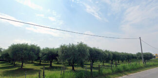 Bassano del Grappa, comune cede in fitto terreno agricolo inutilizzato