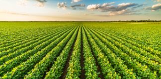 Agricoltura, mancato rinnovo dei contratti: Fai Cisl, Flai Cgil e Uila Uil Veneto annunciano una mobilitazione regionale Agricoltura, il 31 luglio mobilitazione sindacale per rinnovo del contratto