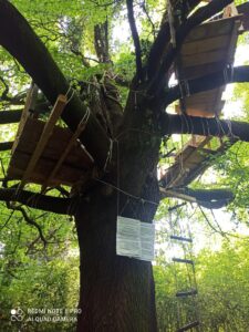 Albero monumentale nel bosco dell'ex Lanerossi