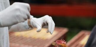 “Antivirali, vaccini e vigile attesa”, così ci si prepara a rischio pandemia aviaria