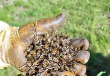 Apicoltori della Valpolicella e del Montello lanciano un grido di allarme in occasione della Giornata Internazionale delle Api Api morte in Valpolicella raccolte da un apicoltore