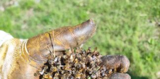 Apicoltori della Valpolicella e del Montello lanciano un grido di allarme in occasione della Giornata Internazionale delle Api Api morte in Valpolicella raccolte da un apicoltore