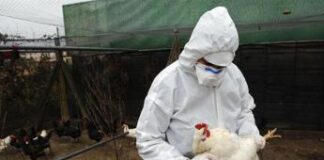 Aviaria, Oms assicura: “Se servirà primi vaccini in 4-6 mesi”