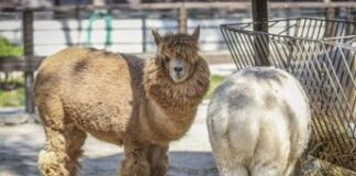 Aviaria in Usa, virus rilevato anche negli alpaca