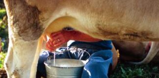 Aviaria, negli Usa secondo caso umano da epidemia di H5N1 nei bovini
