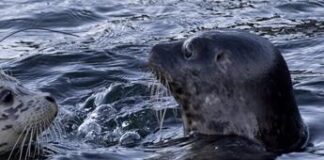 Canada, foche uccise dal virus H5N1: studio allarma gli scienziati