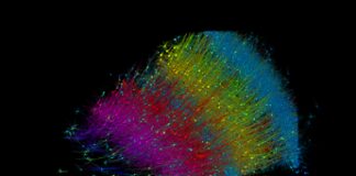 Cervello umano in 3D, frammento mappato e ricostruito per la prima volta