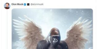 E’ morto Kabosu, il ‘cane dei meme’: il messaggio di Elon Musk