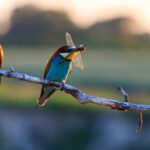 Giornata Mondiale della Biodiversità, “essere parte del piano” per il futuro del pianeta