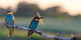 Giornata Mondiale della Biodiversità, “essere parte del piano” per il futuro del pianeta