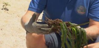 Lanciata da Coop ‘Foresta Blu’, nuova campagna per protezione praterie di Posidonia