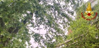 Maltempo a Roma, albero cade e finisce su palazzo: evacuati 3 appartamenti