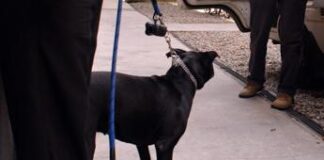 Milano, bimbo di 10 anni attaccato da pitbull di famiglia