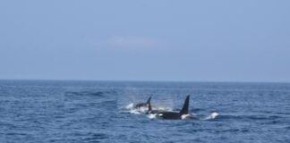 Orche speronano e affondano yacht di 15 metri, attacco choc nello stretto di Gibilterra