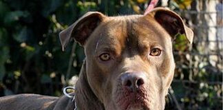 Pitbull pericolosi? Veterinari: “Serve obbligo patentino”