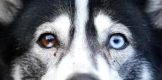 Prende a martellate il cane, condannata a 5 anni di carcere