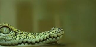 Resti umani nelle fauci di un alligatore in Texas