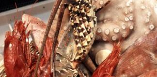 Ruba 15mila chili di crostacei e pesce surgelato, arrestato 60enne