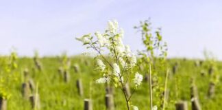 Sei anni di Mosaico Verde, 211 aree verdi riqualificate