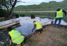 Sterminati rospi del Lago di Fimon a seguito di manifestazione sportiva, SOS Anfibi Vicenza chiede maggiore attenzione Sterminati rospi del Lago di Fimon