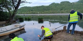 Sterminati rospi del Lago di Fimon a seguito di manifestazione sportiva, SOS Anfibi Vicenza chiede maggiore attenzione Sterminati rospi del Lago di Fimon