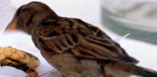 Stacca la testa di un uccello con un morso, denunciato 35enne