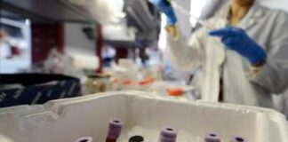 Tumori, batteri trasformati in vaccini personalizzati anticancro: lo studio