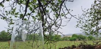 Vino, per la Sicilia il 2023 annata performante nonostante calo produttivo