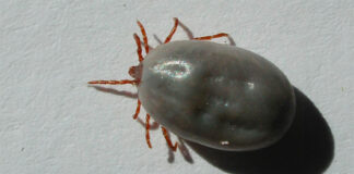 Encefalite virale da zecca nel Vicentino, Ulss 7: “Nessun paziente ricoverato” Encefalite virale da zecca