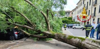 Vicenza, caduto un albero in contrà Barche. Tre auto danneggiate, nessun ferito albero caduto, gran lavoro per i vigili del fuoco