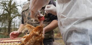 Aviaria e rischio pandemia, l’Italia è pronta? Risponde l’epidemiologo Gianni Rezza aviaria italia