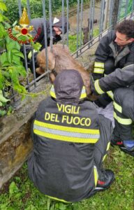 I vigili del fuoco di Arzignano al lavoro per liberare il capriolo