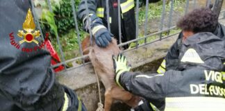 Arzignano, i Vigili del fuoco liberano un capriolo rimasto incastrato nell’inferriata della loro sede Arzignano, i Vigili del fuoco liberano un capriolo rimasto incastrato nell’inferriata della loro sede