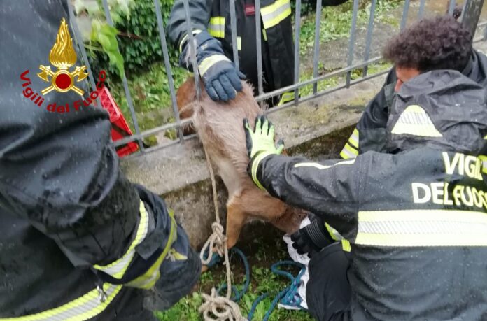 Arzignano, i Vigili del fuoco liberano un capriolo rimasto incastrato nell’inferriata della loro sede