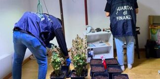 Piantagione di marijuana domestica scoperta dalla Guardia di Finanza a Camisano Vicentino: denunciato un 43enne piantagione di marijuana camisano vicentino