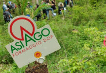 Mille alberi per aiutare il bosco e il pianeta, grazie al progetto sostenuto dal Consorzio Tutela Formaggio Asiago La posa degli alberi a Enego grazie al Consorzio Tutela Formaggio Asiago