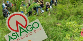 Mille alberi per aiutare il bosco e il pianeta, grazie al progetto sostenuto dal Consorzio Tutela Formaggio Asiago La posa degli alberi a Enego grazie al Consorzio Tutela Formaggio Asiago