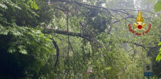 Santorso, il maltempo fa cadere due alberi lungo la strada per Sant’Ulderico: traffico bloccato, intervengono i vigili del fuoco maltempo, alberi caduti a santorso, intervengono i vigili del fuoco