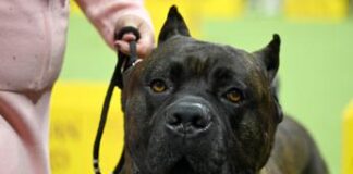 Aggredita in casa dal cane del nipote, morta 97enne