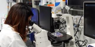 Alzheimer, possibile svolta da nuova molecola: sferra doppio attacco a proteina Tau