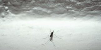 Andreoni: “750mila decessi l’anno al mondo per malattie trasmesse da zanzare”