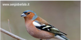 Caccia e santini elettorali: è scontro tra Andrea Zanoni (PD) e Sergio Berlato (FdI), candidati veneti al Parlamento europeo per il nordest Caccia e uno dei santini elettorali contestati da Zanoni a Berlato, la parte superiore