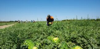 Caldo, in Calabria stop al lavoro nei campi e nei cantieri nelle ore a rischio