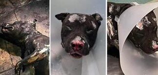 Cane bruciato vivo, padrone non potrà più avere animali: ordinanza sindaco Palermo