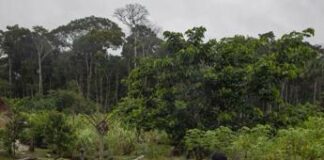 Elon Musk porta internet nella foresta amazzonica e stravolge la vita quotidiana di una tribù