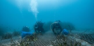 Findus al lavoro con One Ocean Foundation per preservare gli ecosistemi marini