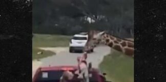 Giraffa afferra bimba durante il safari, attimi di paura in Texas – Video