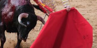 Il toro incorna il toreador, paura alla corrida – Video