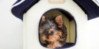 In treno con il cane, dai biglietti ai documenti le regole da seguire
